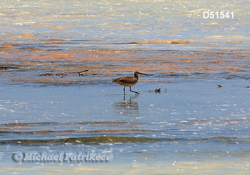 Whimbrel (Numenius phaeopus)